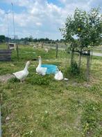 Boeren ganzen, Meerdere dieren, Gans of Zwaan