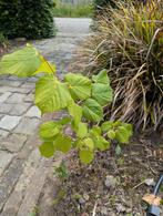 leilinde, Tuin en Terras, Planten | Bomen, Ophalen, Volle zon, Leiboom