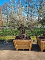 Olijfboom Bonsai, mooie grillige stam I Ruim assortiment, Tuin en Terras, Planten | Bomen, Olijfboom, Ophalen of Verzenden, 100 tot 250 cm