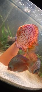 2 stendker discus vissen rond de 19 cm, Dieren en Toebehoren, Vissen | Aquariumvissen