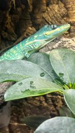 anolis equestris potior man, Dieren en Toebehoren, Reptielen en Amfibieën, 0 tot 2 jaar