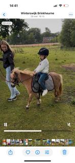 Super liefe kinderpony, Dieren en Toebehoren, Pony's, Recreatiepony, Ontwormd