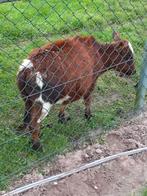 mini zeboe    dwerg zeboe     zebu    zeboe    mini zeboetje, Dieren en Toebehoren, Mannelijk, 0 tot 2 jaar