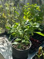 Citroenplanten te koop, Ophalen of Verzenden, Minder dan 100 cm