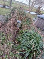 Sier gras, Ophalen of Verzenden, Siergrassen, Volle zon
