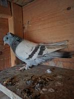 Takla duivin 2025, Vrouwelijk, Tuimelaar of Roller