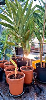 Alpinia zerumbet Variegata en meer planten, Tuin en Terras, Planten | Tuinplanten, Ophalen of Verzenden, Zomer, Overige soorten