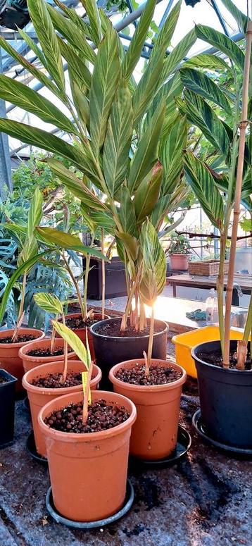 Alpinia zerumbet Variegata en meer planten beschikbaar voor biedingen
