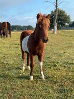 2 mini hengstveulens, Dieren en Toebehoren, Pony's, Niet van toepassing, Hengst, Recreatiepony, Gechipt