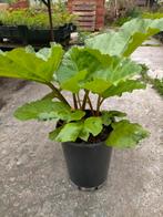 Rabarber, Ophalen, Volle zon, Zomer, Groenteplanten
