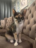 Lieverdjes zoeken een forever home, Dieren en Toebehoren, Katten en Kittens | Overige Katten, Meerdere dieren