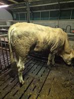 Blonde stier, Mannelijk, 0 tot 2 jaar