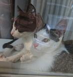 2 kittens 3 maanden