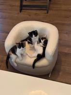 Noordwestelijk europeaanse kittens. (Huistuinkeukenkittens), Dieren en Toebehoren, Poes, Ontwormd