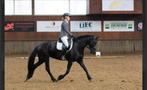 Super! Friese stermerrie/ 1jarige New Forest D pony merrie, Dieren en Toebehoren, Paarden, Merrie, 160 tot 165 cm, Dressuurpaard