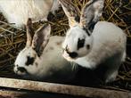 3 baby Vlaamse reuzen, Geslacht onbekend, Groot, 0 tot 2 jaar