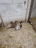 Eenden, Dieren en Toebehoren, Pluimvee, Meerdere dieren, Eend