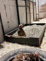 Cochins te koop, Dieren en Toebehoren, Pluimvee, Mannelijk, Kip