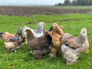 Brahma hennen beschikbaar voor biedingen