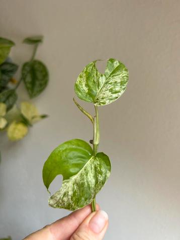 Epipremnum pinnatum marble variegata, stekken, zie adv. beschikbaar voor biedingen