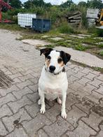 Gezocht: een nieuw huisje voor Woezel, Rabiës (hondsdolheid), Reu, Eén hond, Nederland