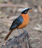 Koppel witkruin tapuiten ( cossypha niveicapilla), Dieren en Toebehoren, Meerdere dieren, Tropenvogel, Geringd