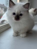Ragdoll kittens met stamboom, Dieren en Toebehoren, Katten en Kittens | Raskatten | Langhaar, Poes, Gechipt, 0 tot 2 jaar