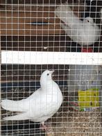 Koppel wite duiven te koop, Dieren en Toebehoren, Meerdere dieren, Parkiet