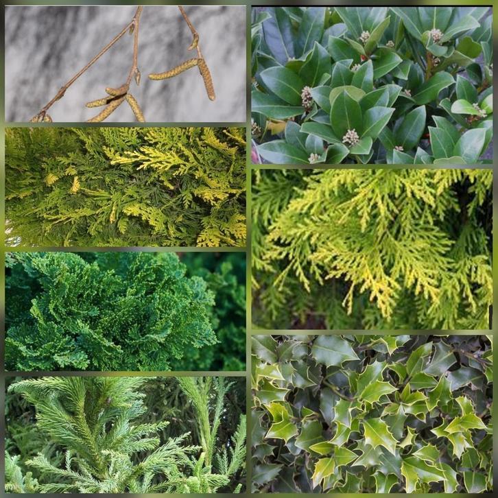 Gezocht groen voor kerststukjes, Tuin en Terras, Planten | Tuinplanten, Overige soorten, Volle zon, Ophalen