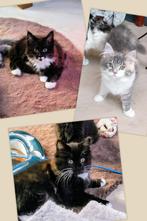 Mooie 'classic' Maine Coon kittens, Dieren en Toebehoren, Katten en Kittens | Raskatten | Langhaar, Poes, Gechipt, 0 tot 2 jaar