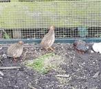 Chinese dwergkwartels (diverse paartjes), Dieren en Toebehoren, Pluimvee, Meerdere dieren, Overige soorten