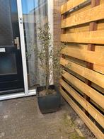 Olijfboom incl. bak, Tuin en Terras, Bloeit niet, 100 tot 250 cm, Olijfboom, Ophalen