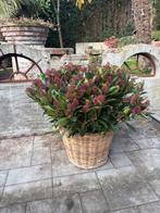 Skimmia’s Rubella XXXL - Vol in bloei!, Vaste plant, Halfschaduw, Herfst, Ophalen