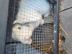 Konijn gratis, Dieren en Toebehoren, Mannelijk, 0 tot 2 jaar
