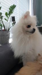 Dekreu, Dieren en Toebehoren, Reu, CDV (hondenziekte), 1 tot 2 jaar, Eén hond