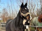 Lieve ruin geschikt voor coaching, Dieren en Toebehoren, Paarden, Ruin, Recreatiepaard