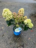Hortensia Noblis 'Bloomulus' - Prachtige bloemen!, Vaste plant, Halfschaduw, Zomer, Ophalen