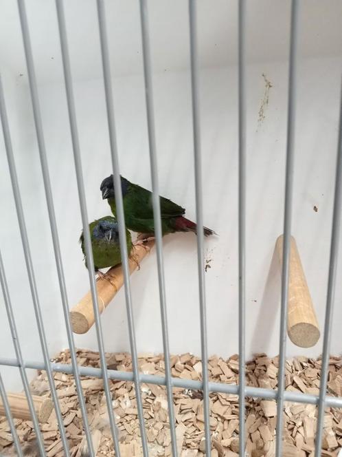Koppel driekleur amedine, Dieren en Toebehoren, Vogels | Overige Vogels, Tropenvogel, Meerdere dieren