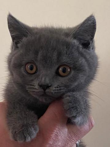 Britse/Brits Korthaar kitten met stamboom, mag gelijk mee beschikbaar voor biedingen