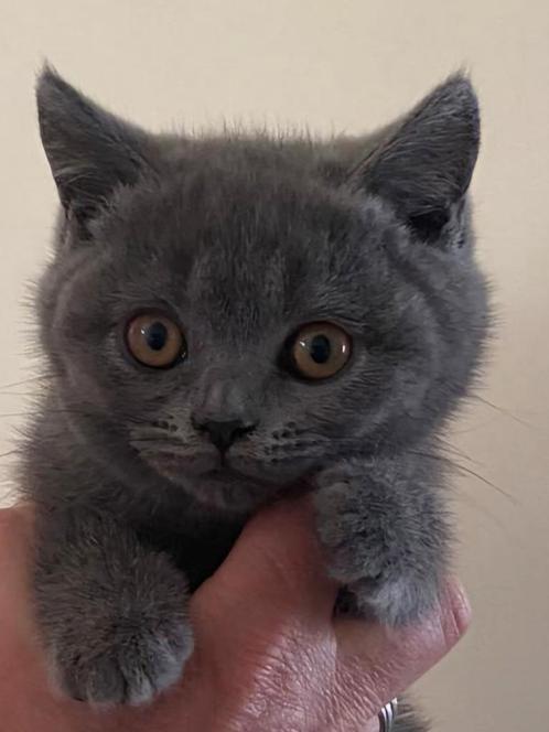 Britse/Brits Korthaar kitten met stamboom, mag gelijk mee, Dieren en Toebehoren, Katten en Kittens | Raskatten | Korthaar, Meerdere dieren