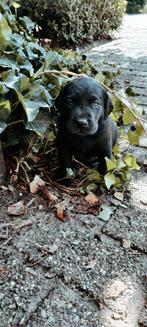 FT labradorpups zwart, Dieren en Toebehoren, België, Particulier, 8 tot 15 weken, Labrador retriever