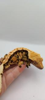 RTB Extreme Harlequin wimpergekko man + terrarium!, Hagedis