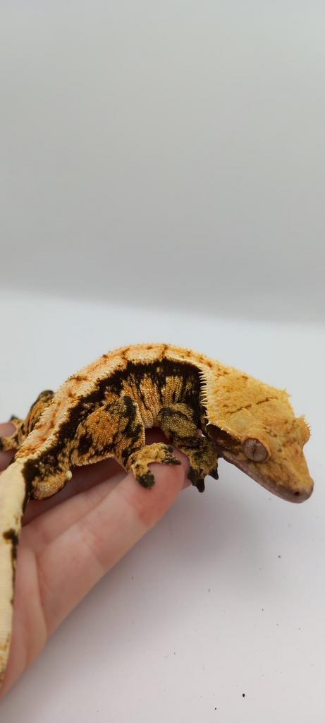 RTB Extreme Harlequin wimpergekko man + terrarium!, Dieren en Toebehoren, Reptielen en Amfibieën, Hagedis