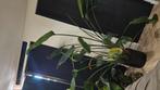 Strelitzia 250cm hoog met pot, Huis en Inrichting, Kamerplanten, Ophalen of Verzenden, Halfschaduw, 200 cm of meer