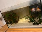 Aquarium, Ophalen, Gebruikt, Gevuld zoetwateraquarium