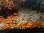 Oranje Neocaridina Garnalen, Dieren en Toebehoren, Vissen | Aquariumvissen, Kreeft, Krab of Garnaal, Zoetwatervis, Schoolvis