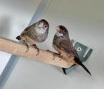 Sint helena x bichenow astrilde, Meerdere dieren, Tropenvogel