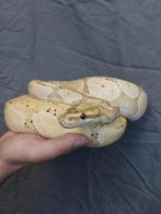 Hele collectie ball pythons te koop, Dieren en Toebehoren, Reptielen en Amfibieën, Slang