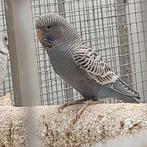 Blackface, split blackface, dunfallow enz, Meerdere dieren, Parkiet