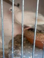 Witte koerduiven, Dieren en Toebehoren, Meerdere dieren